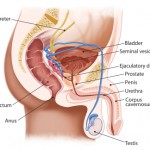 acupuncture_menshealth_dylan_stein_nyc_anatomy1 Anatomy of male genital system