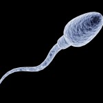 Human Sperm Picture Picture of a human sperm