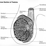 Anatomy of a Testicle Anatomical picture of a testicle