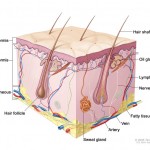 dylan_stein_skin_anatomy_acupuncture_eczema_nyc2 Anatomical cross-sectional drawing of the skin, hair, sweat glands
