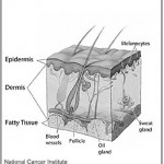 Anatomy of human skin