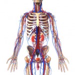 acupuncture_nyc_prostate_anatomy Men's sexual health anatomy