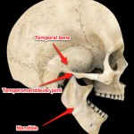 dylanstein_acupuncture_tmj_treatment_jaw_anatomy Anatomy of the skull, jaw and temporomandibular joint